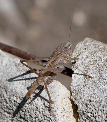 Réf. 241 123 : Platycleis sp.